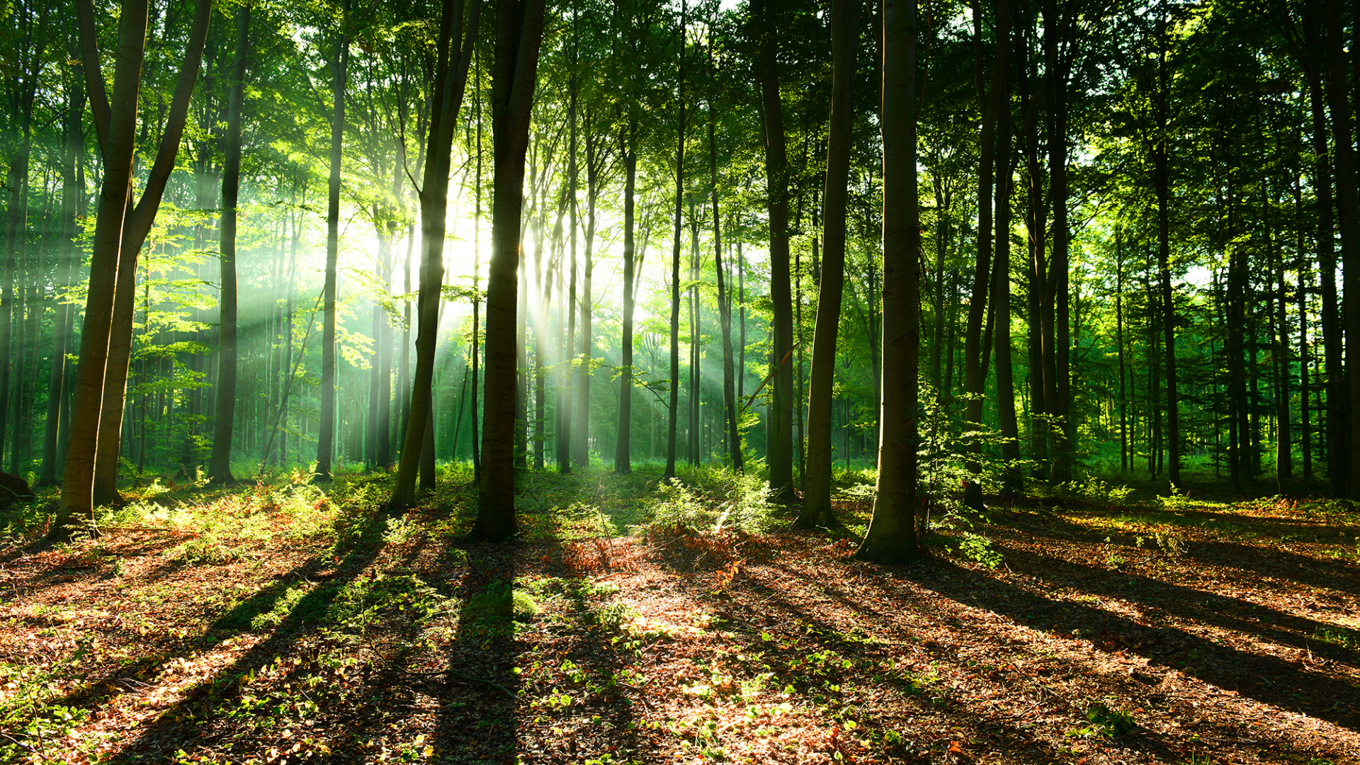 Wald_Systemische Beratung in Berlin und Brandenburg